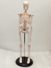 45cm Human Skeleton Model