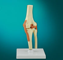 The model of knee joint and ligament attach with sagittal section