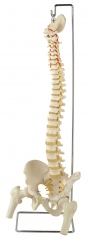 45 cm the model of spinal column