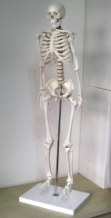85cm Human Skeleton Model