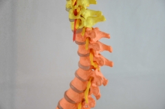 The model of occipital spine and spinal nerves 80cm