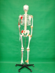 170cm Human Skeleton Model with enthesis of the half color  muscles