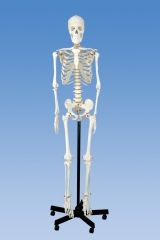 170cm Human Skeleton Model