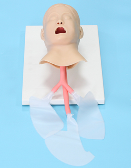 Training model for children tracheal intubation-0