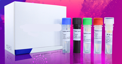 PCR Reagent (48tests per box )-0
