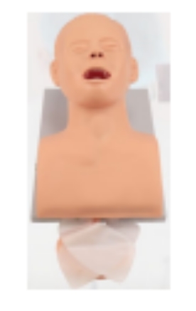 Simple adult tracheal intubation training model-0
