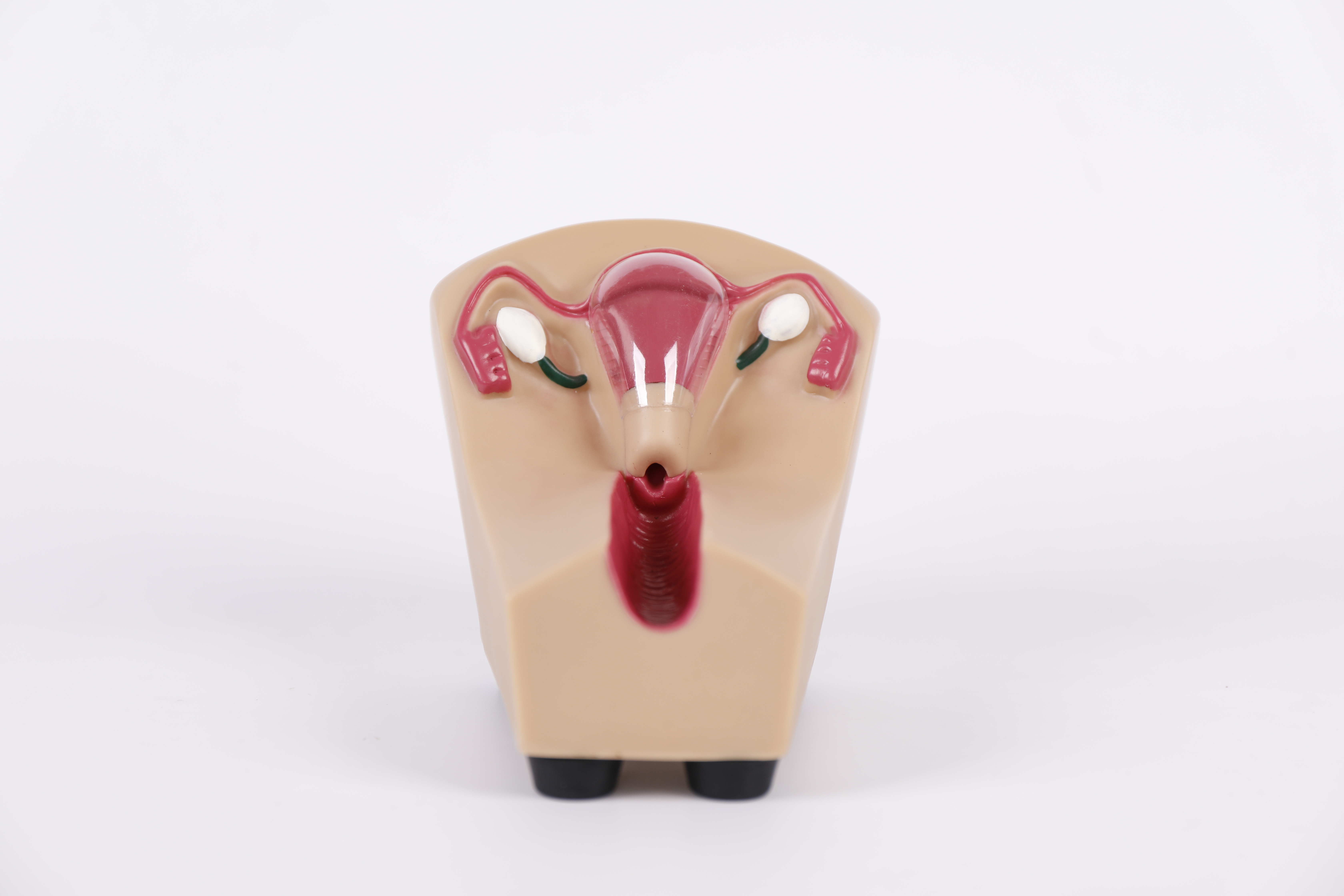 Female intrauterine contraceptive device and training model-0