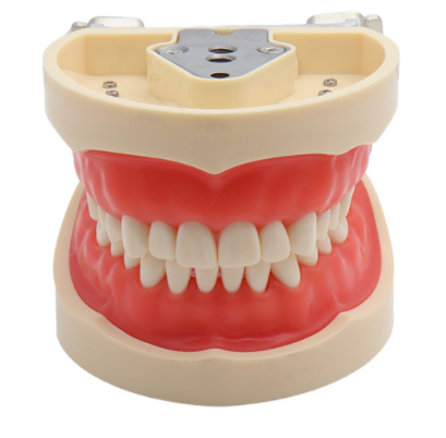 Removable tooth teaching model-0