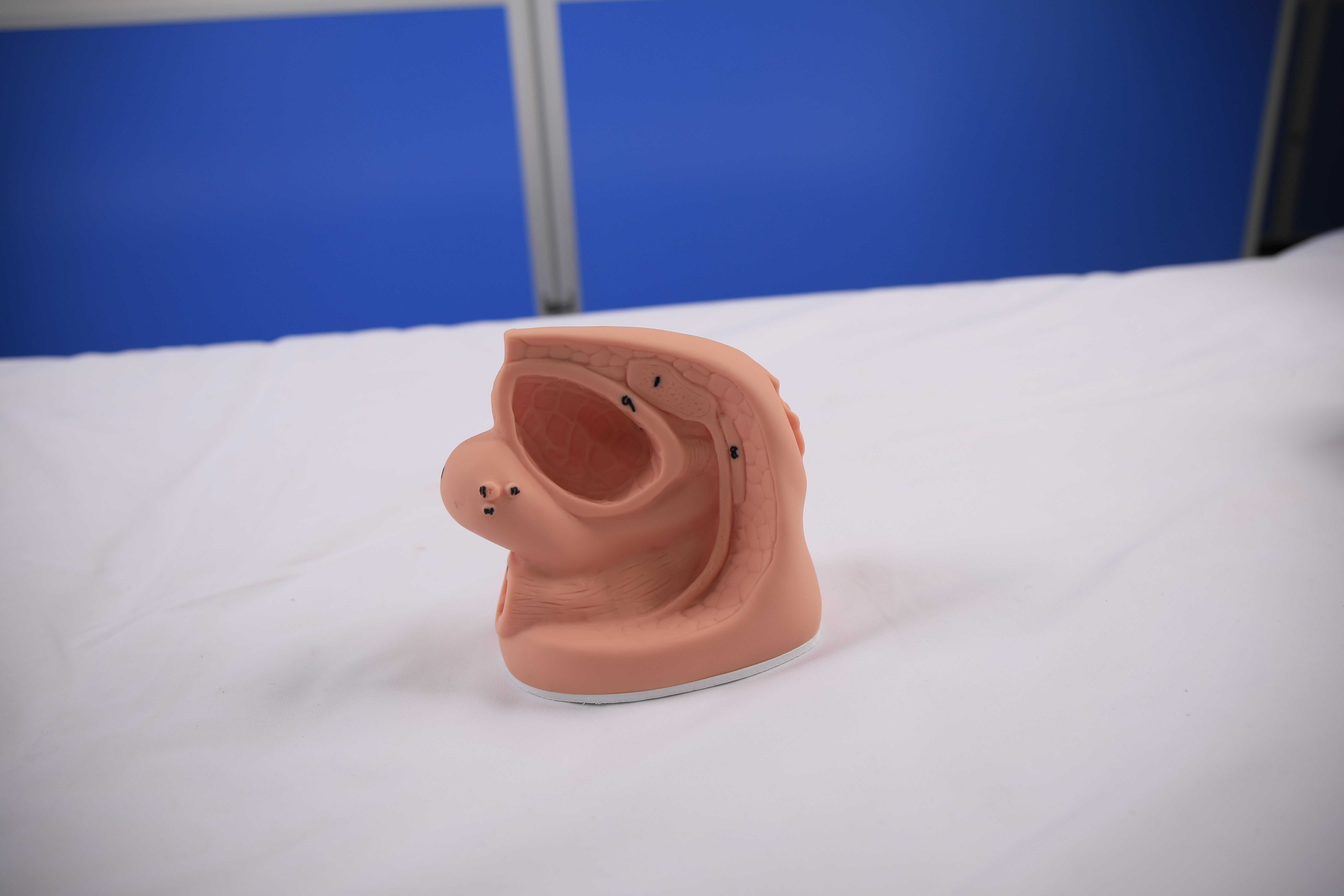 Female Internal and External Genitalia and Catheterization Model-3