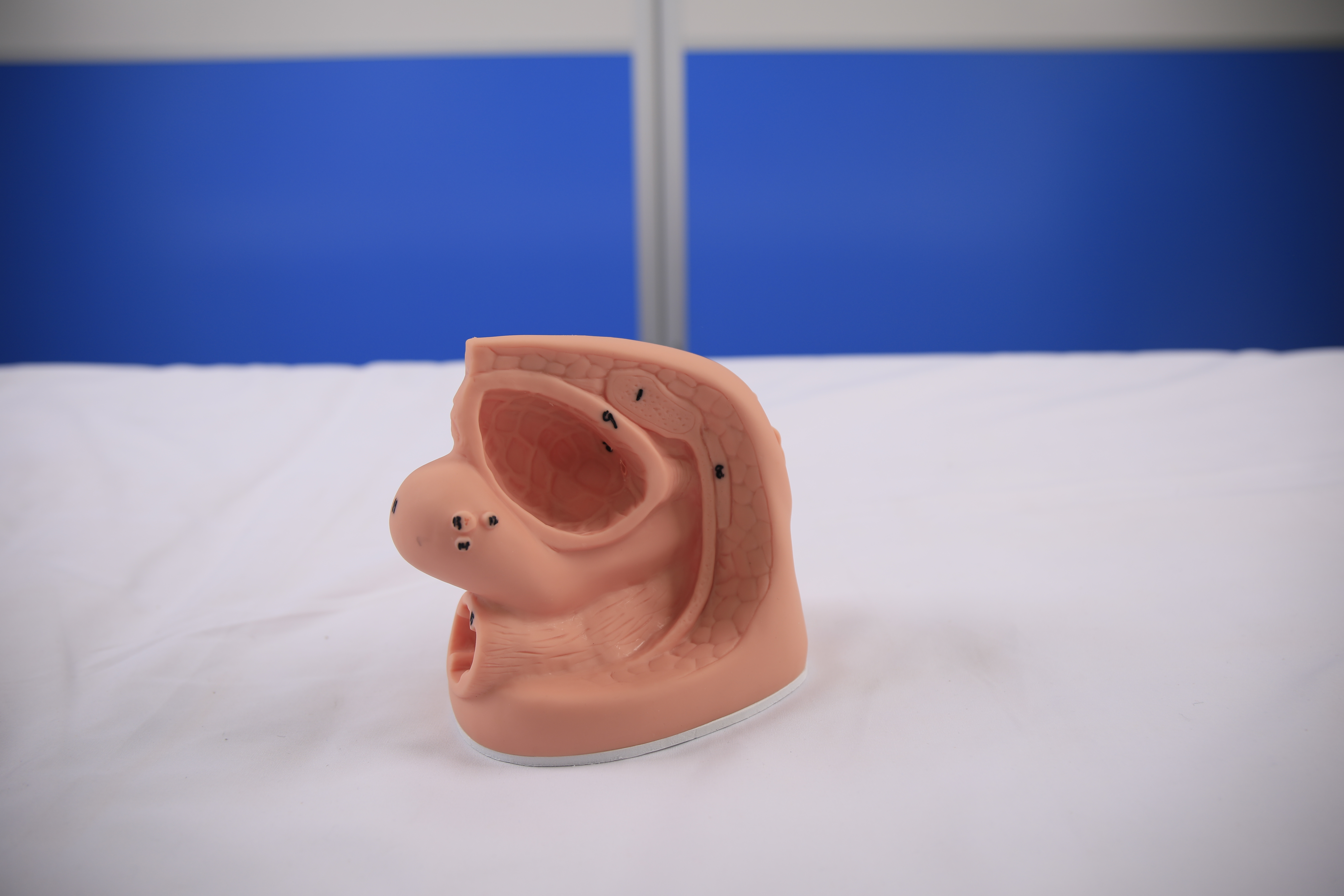 Female Internal and External Genitalia and Catheterization Model-0