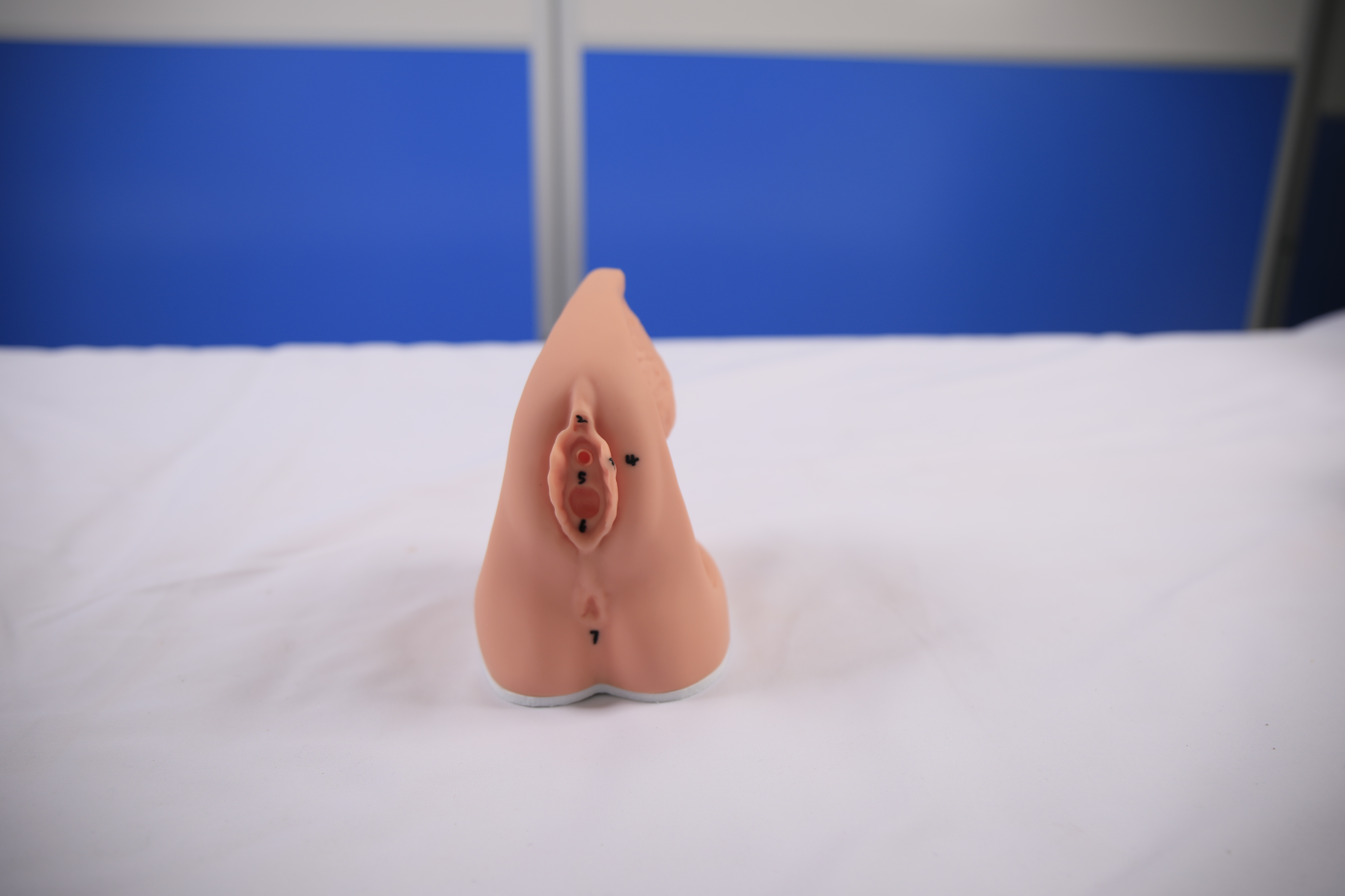 Female Internal and External Genitalia and Catheterization Model-1