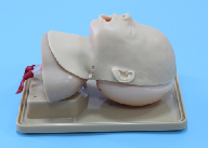 Infant Endotracheal Intubation Training Model