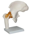 Life-Size Hip Joint Anatomical Model