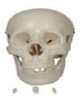 1:1 Adult Human Skull Model-0