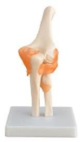 Life-size Elbow Joint Model with Ligaments and Base-0