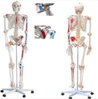 Modelo de esqueleto humano de 180 cm con or&iacute;genes, inserciones y ligamentos musculares-0