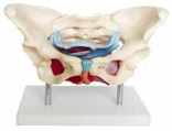 Life-Size Female Pelvic Muscle and Organ Model-0