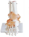 Original-Sized Ankle Joint Model with Ligaments (PVC Material)