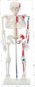Modelo de esqueleto coloreado de 85 cm con or&iacute;genes e inserciones musculares-0