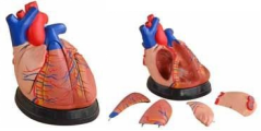 3x Magnified Heart Anatomy Model-0