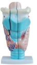 3x Magnified Detachable Throat Model (3-Piece, with Base)