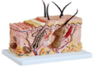 70X Magnified Skin Cross - Sectional 3D Model