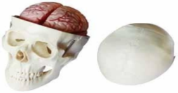 8-Part Dissectible Skull Model-0