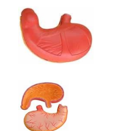 2x Magnified Giant Stomach Longitudinal Section Model-0