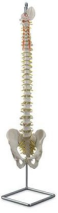 Modelo de columna vertebral con pelvis y m&uacute;sculos-0