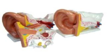 5X Magnified Giant Ear Anatomy Model-0