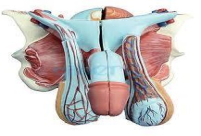 Male Reproductive Organs Anatomical Model (5-Part)
