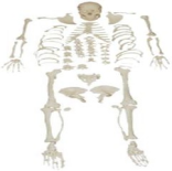 Modelo de esqueleto humano completamente desmontado con cr&aacute;neo desmontable-0