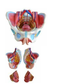 Modelo anat&oacute;mico de pelvis femenina con v&iacute;sceras-0