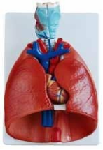 Life-Size Throat, Heart, and Lung Anatomical Model (7-Part)-0