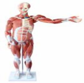 80cm Male Muscular Anatomy Model (27-Part)-0
