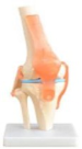 Life - sized Knee Joint Model with Base
