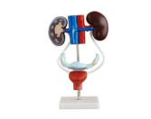 Female Urogenital System Model (PVC Material)-0