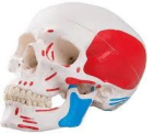 Articulated Human Skull Anatomical Model with Muscle Origin and Insertion Markings-0