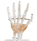 Life-Size Articulated Hand Bone Model with Ligaments (PVC Material)-0