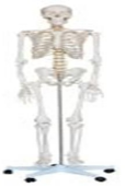 Modelo de esqueleto humano adulto de 180 cm-0