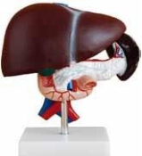 Liver, Pancreas, and Duodenum Anatomical Model (3-Part)-0