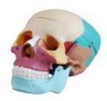 Color-Coded Skull Model-0