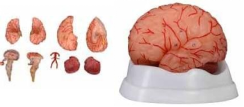 9-Piece Detachable Brain Anatomy Model-0