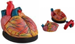4X Magnified Giant Heart Anatomy Model-0