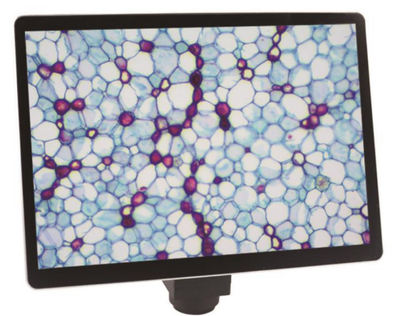 Trinocular Microscope + 10.5-inch Screen-2
