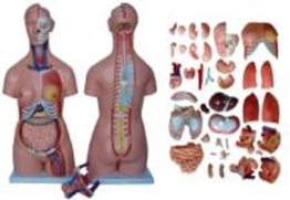 Modelo anat&oacute;mico de torso humano universal de 85 cm (40 piezas)-0
