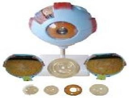 6x Magnified Eyeball Anatomy Model (with Base)-0