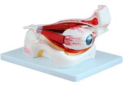 3x Magnified Eye and Orbit Anatomical Model (10-Part)-0