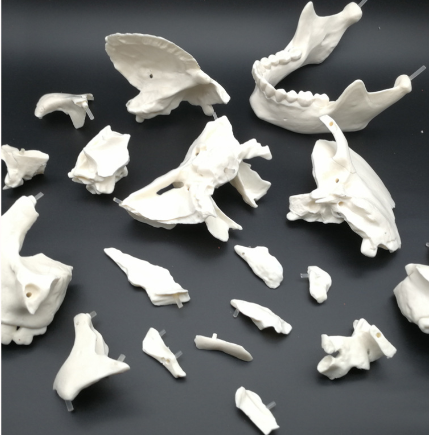 Adult Disarticulated Skull Model (22 Parts)-0