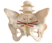 Pelvic Measurement Teaching Model-0